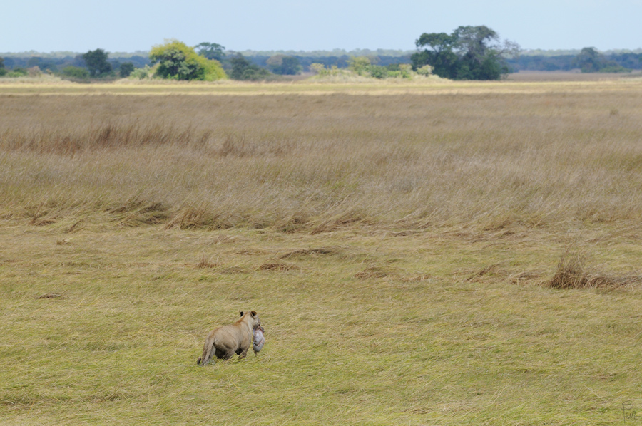 DSC11223 NFF