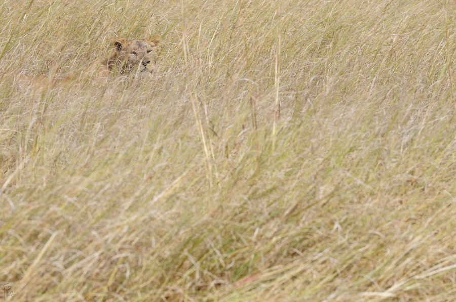 DSC11249 NFF