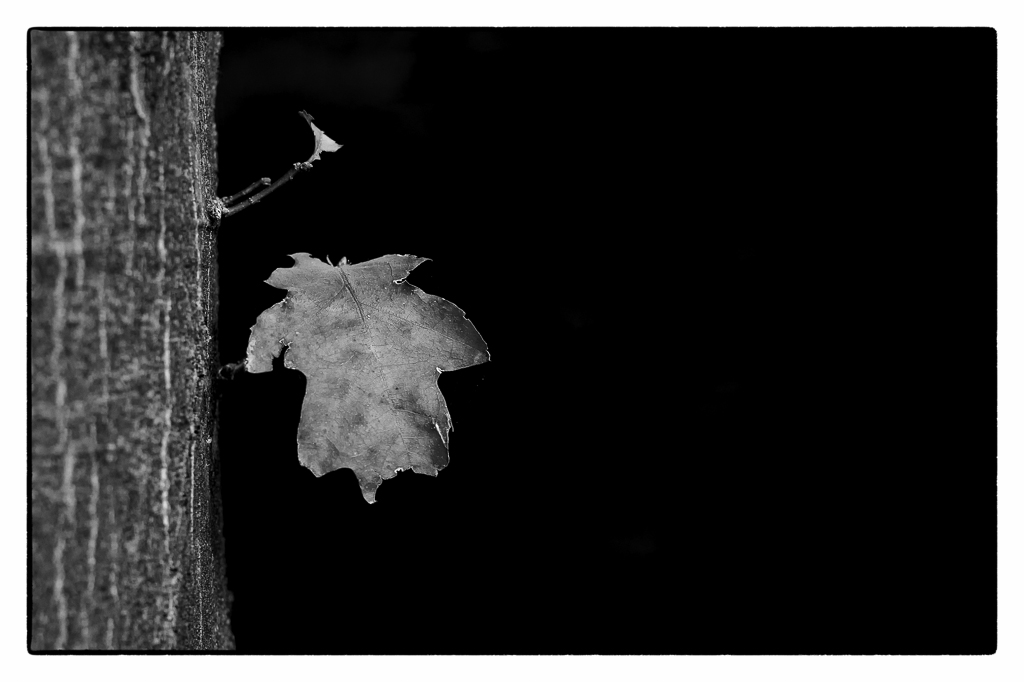 DSC1147 BW