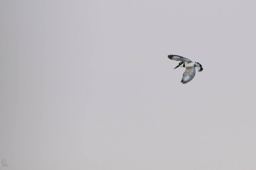 DSC11742 NFF