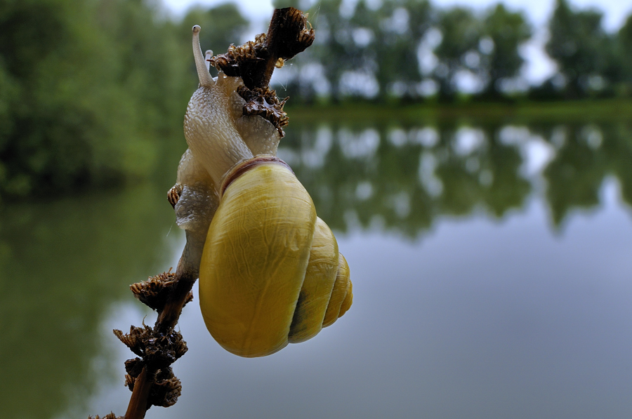 DSC1192Schnecke