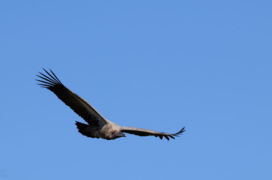 DSC12281 NFF