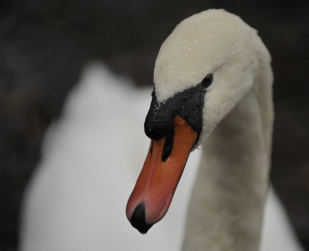 DSC1257n nff