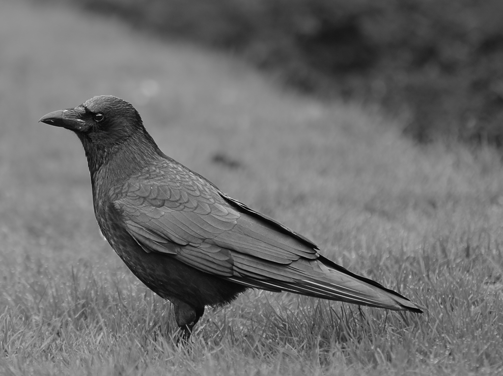 DSC1279n nff