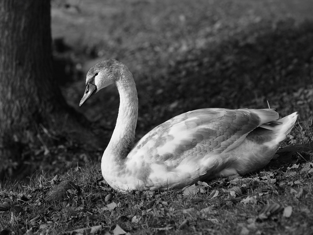 DSC1383n nff