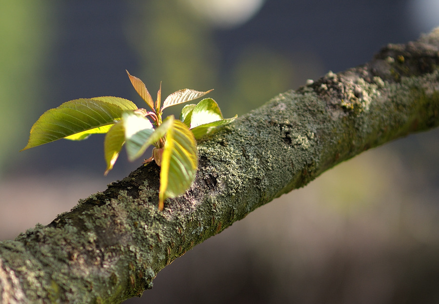 DSC1393

Samyang 85/1.4 @ 1.4