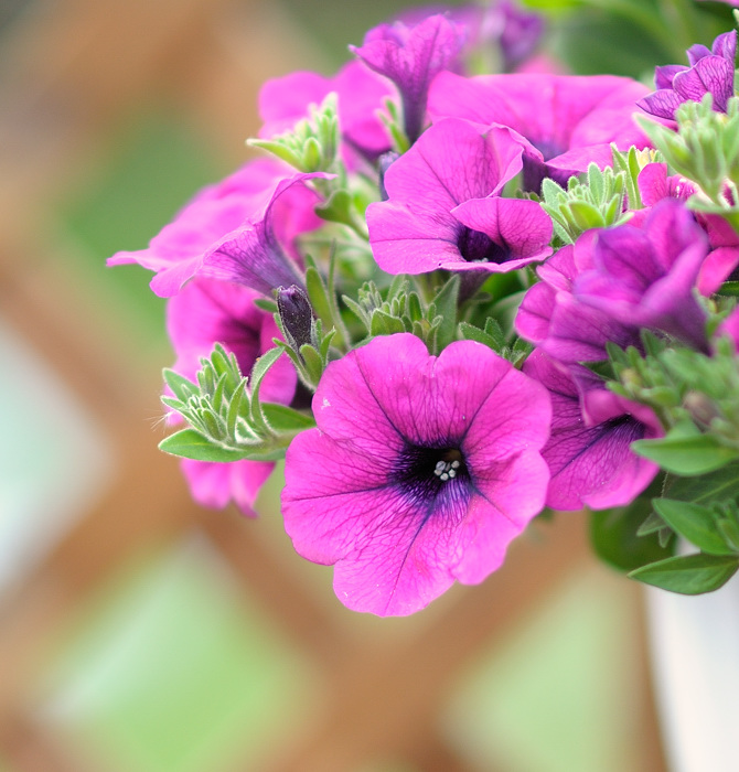 DSC1495

Samyang 85/1.4 @ 1.4 1/800 ISO 200