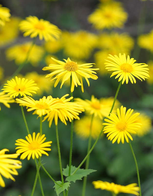DSC1521

Samyang 85/1.4 @ 1.4 1/80 ISO 200