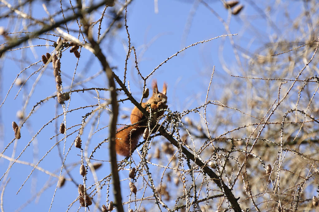 DSC1700 02a
Nikon D90
Nikkon VR 70-300mm / 4,5-5,6G
300mm ISO200
1/320s 1:7.1
Betriebsart A
Stativ