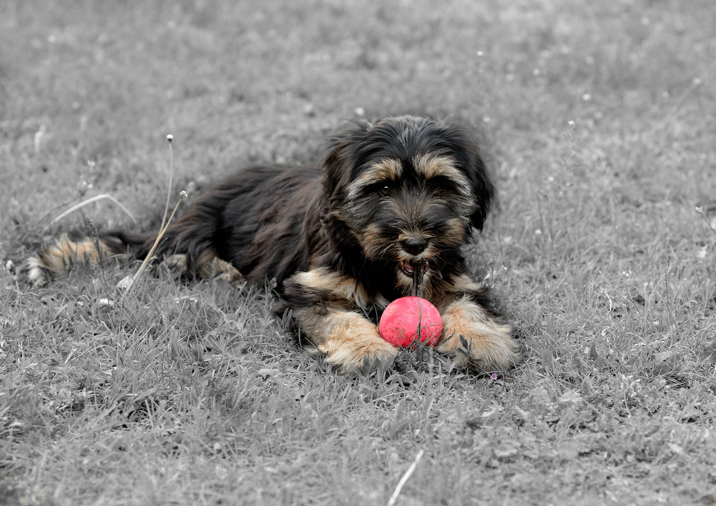 DSC1716colorkeyc