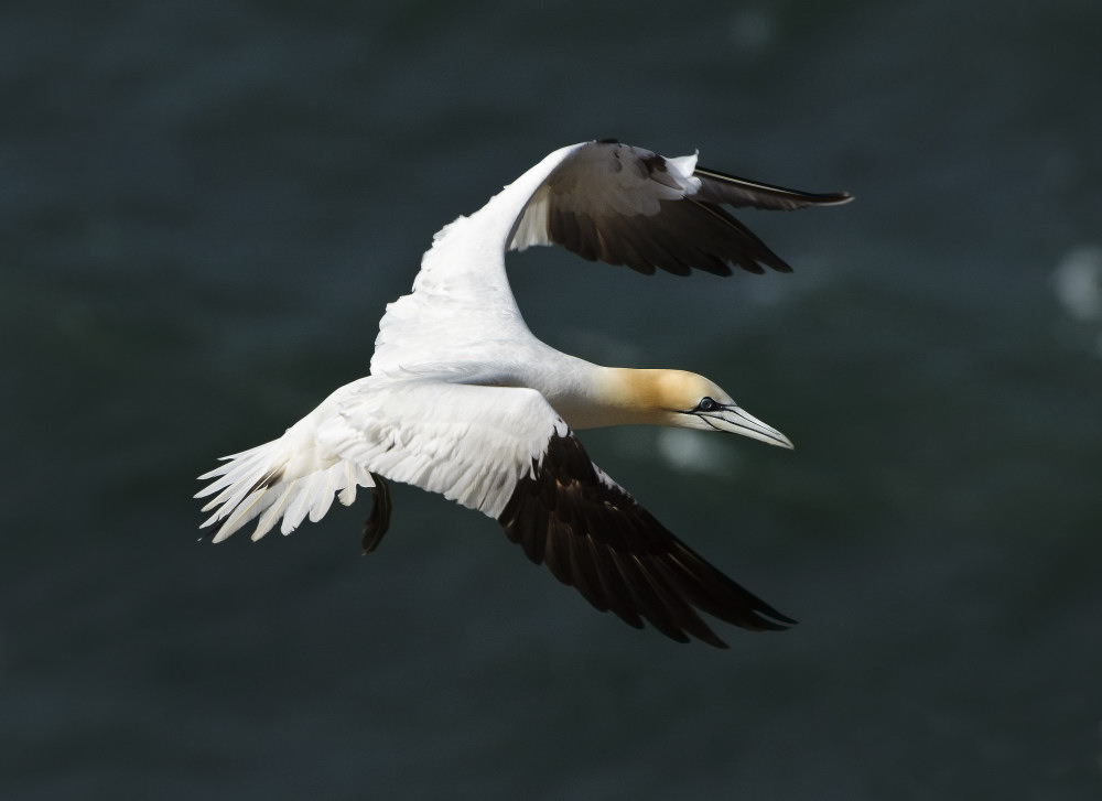 DSC1719
Nikon D300 mit Nikkor AF-S VR 200-400mm f/4G ED-IF 
400mm , F/6,3 , 1/2000 sek , ISO 320 , -1,0LW
