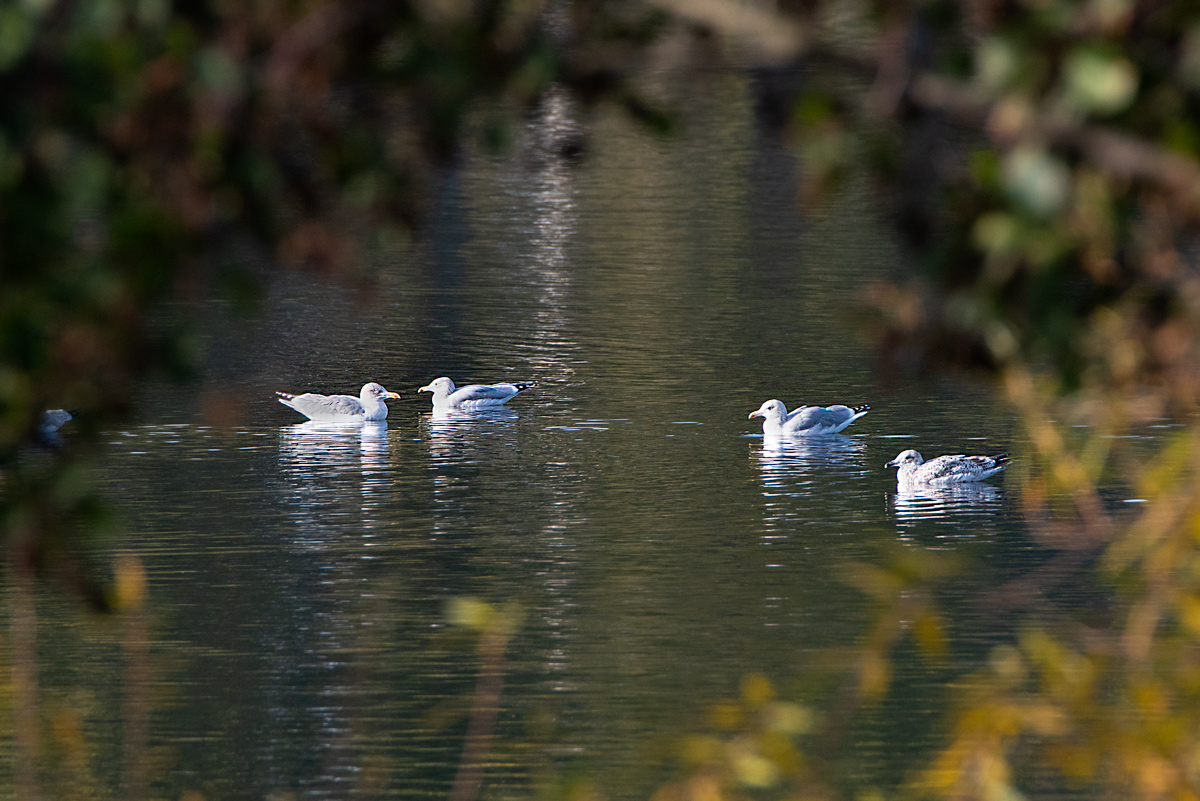 DSC1725 B Ps w