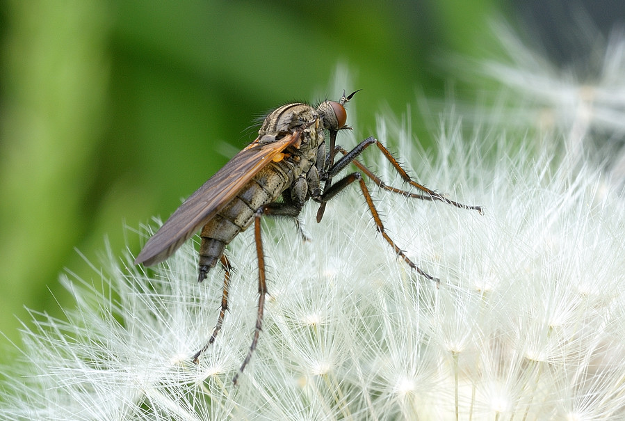 DSC1815

Sigma Macro 105/2.8