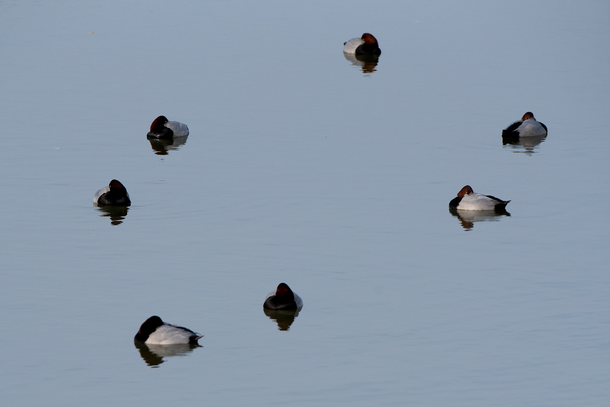 DSC1820 B PS w