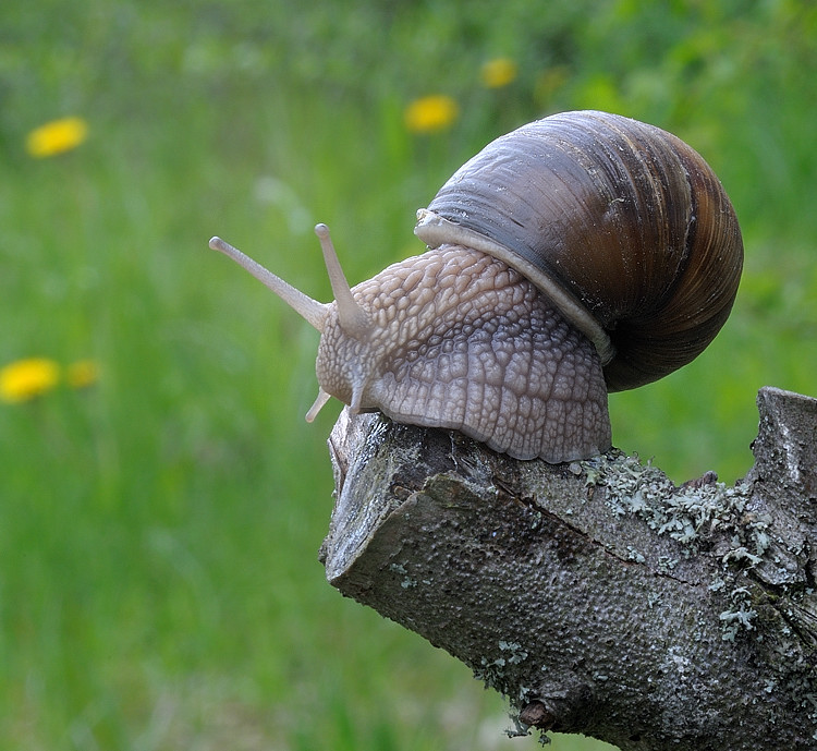 DSC1820

Sigma Macro 105/2.8