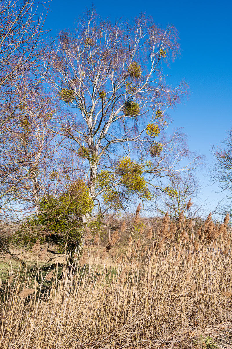 DSC1836 27 02 2019
Bäume, Wolfsburg, Natur, Landschaft