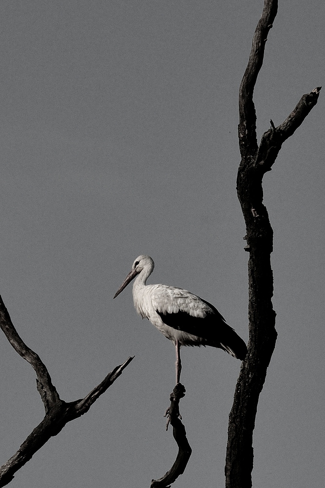 dsc1901storch