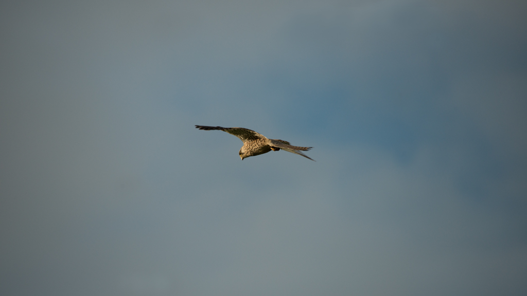 DSC2020 Q12