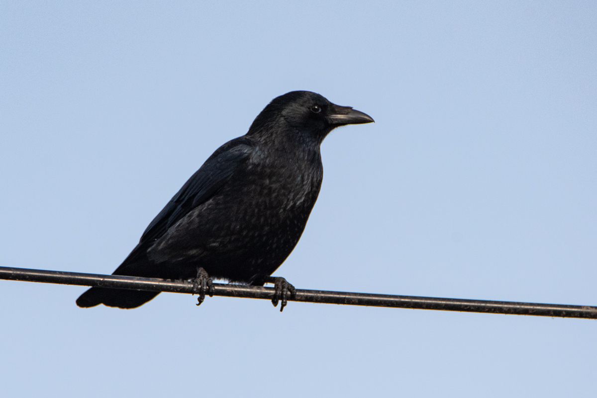 DSC2029 PS w
