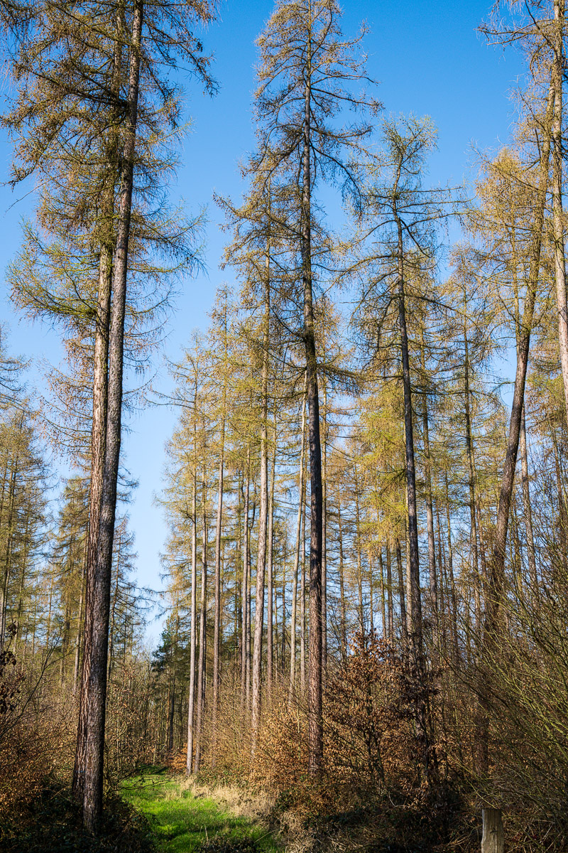 DSC2073 02 04 2019
Bäume, Wald