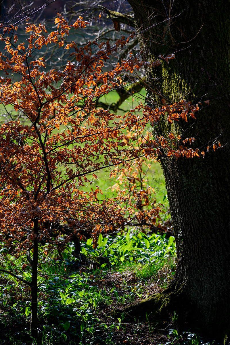 DSC2086 02 04 2019
Bäume, Wald