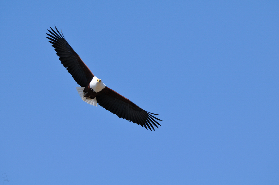 DSC2325 NFF