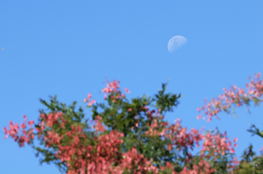 DSC2346 NFF