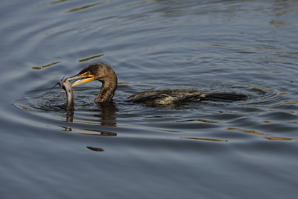 DSC2543 NF F
Everglades