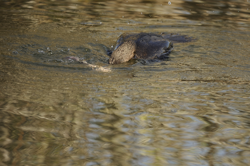 DSC2559 NF F
Everglades