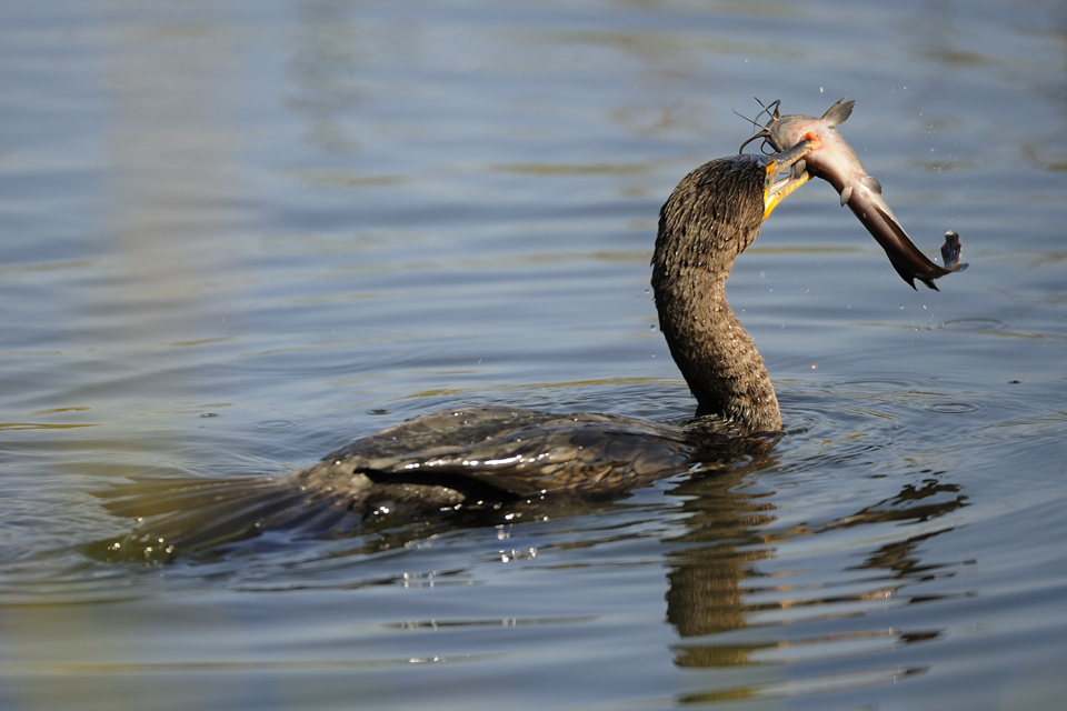 DSC2575 NF F
Everglades