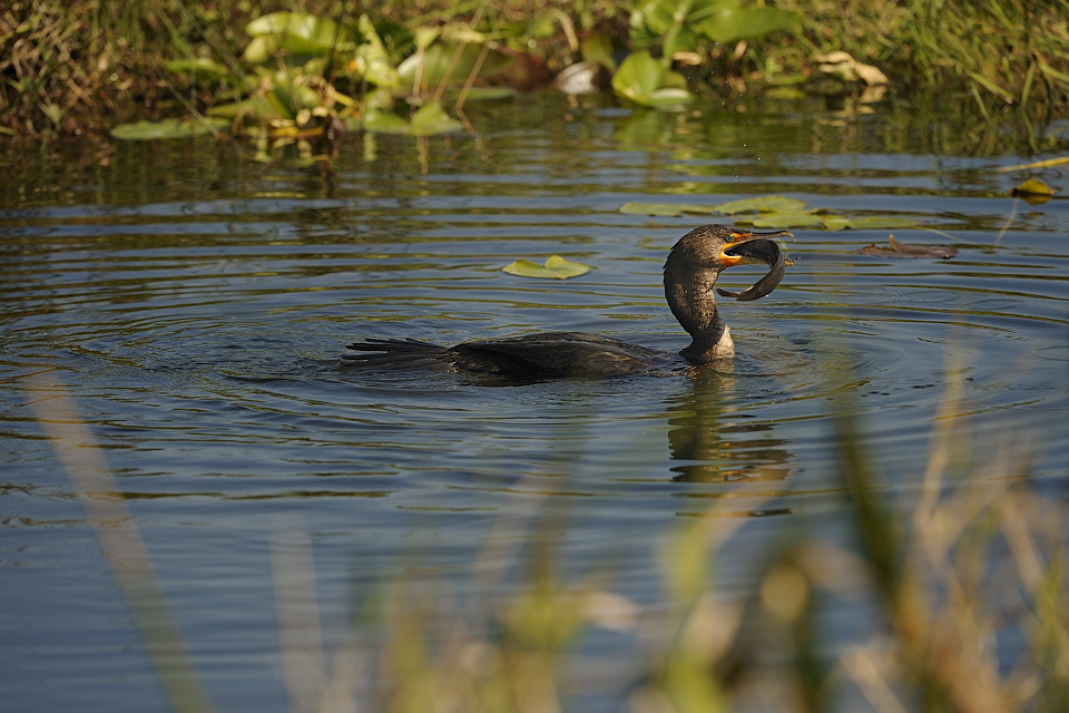 DSC2579 NF F
Everglades