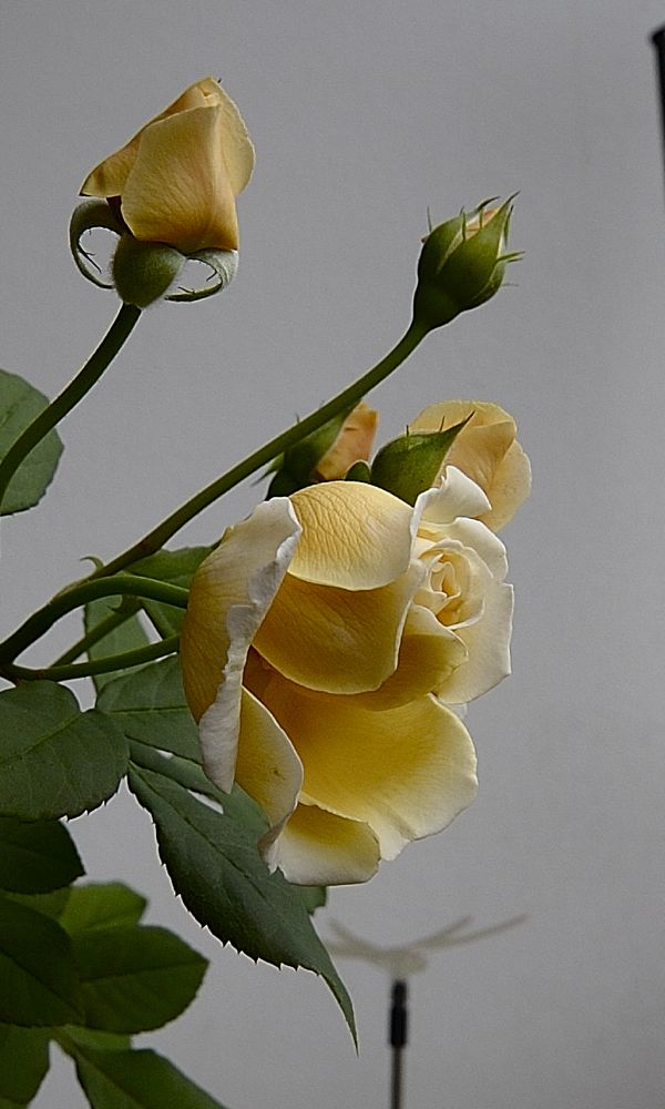 DSC2596