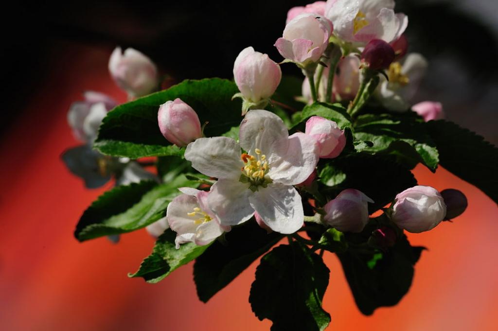 DSC2721 01 Apfelblüte 2009