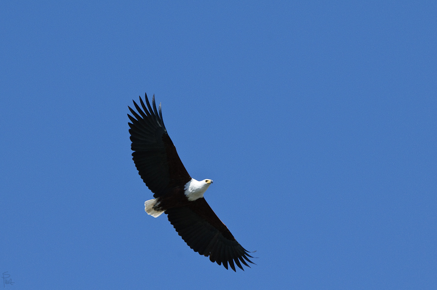 DSC2789 NFF