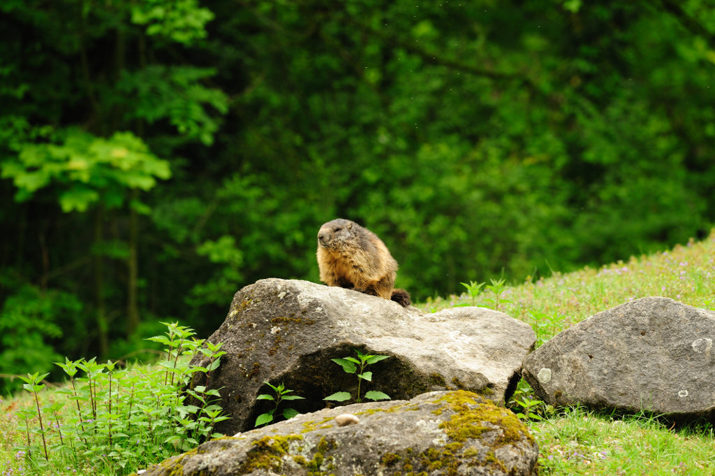 DSC2805 1 Murmel mit 300/4,0 D700