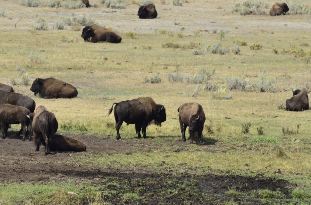DSC2858 Focus auf mittleres Bison
