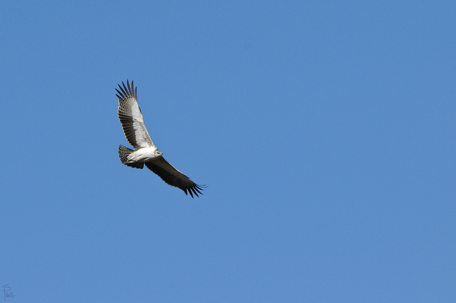 DSC2894 NFF