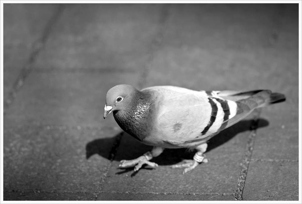DSC2956 1024 bw