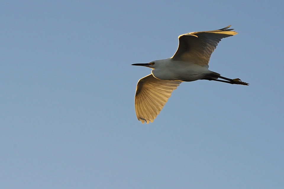 DSC2958 NF F
Everglades