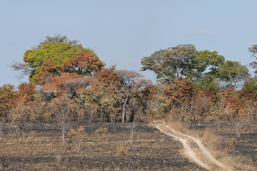 DSC2959 NFF