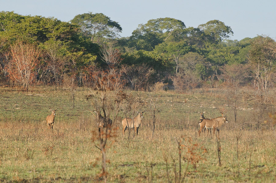 DSC2978 NFF