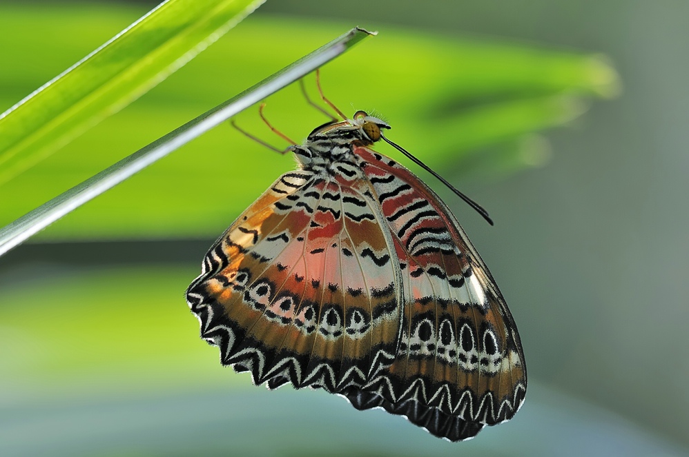 DSC3152 Schmmetterling 18022009 Groß klein