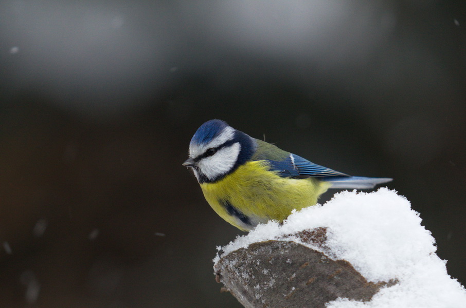 DSC3190 sRGB NF