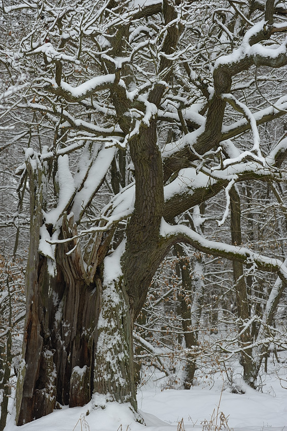 DSC3255 NF F