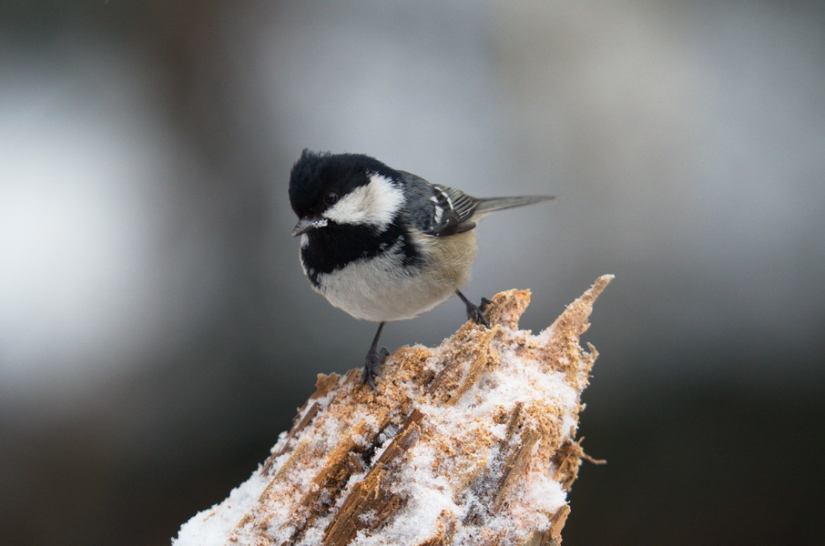 DSC3311 sRGB NF