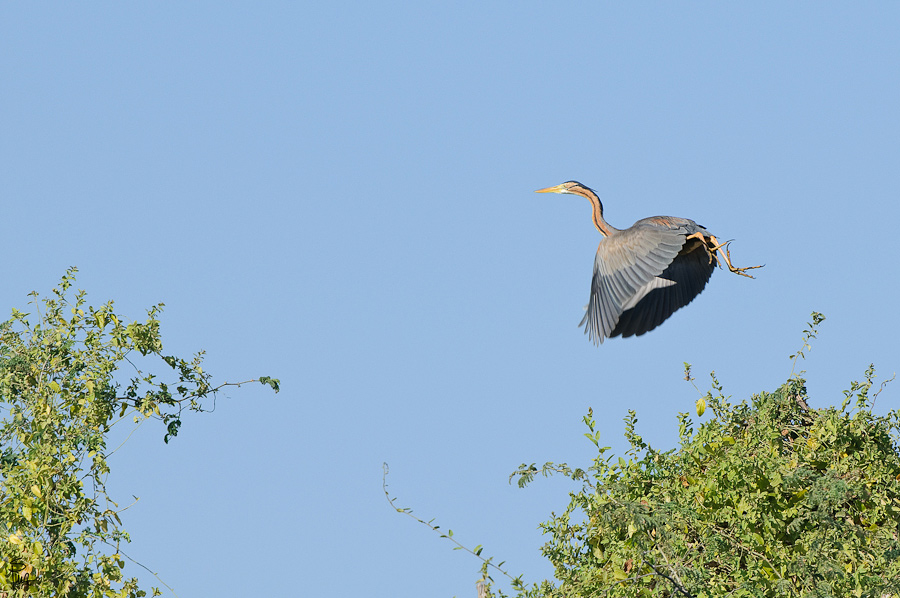 DSC3322 NFF