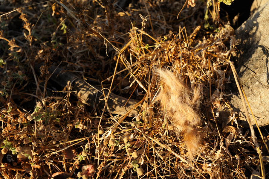 DSC3329 NFF