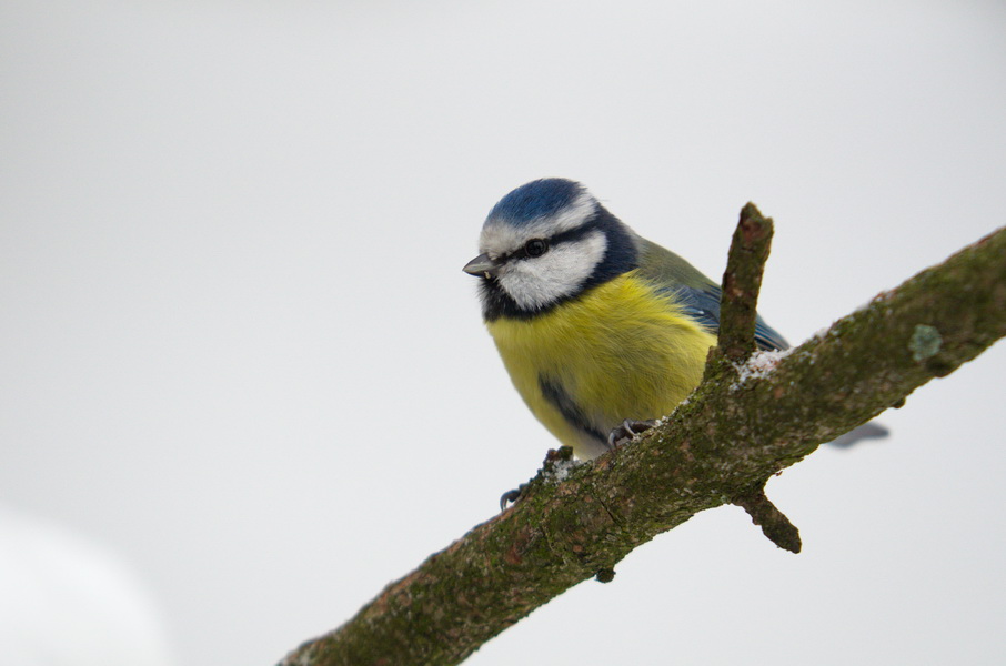 DSC3332 sRGB NF