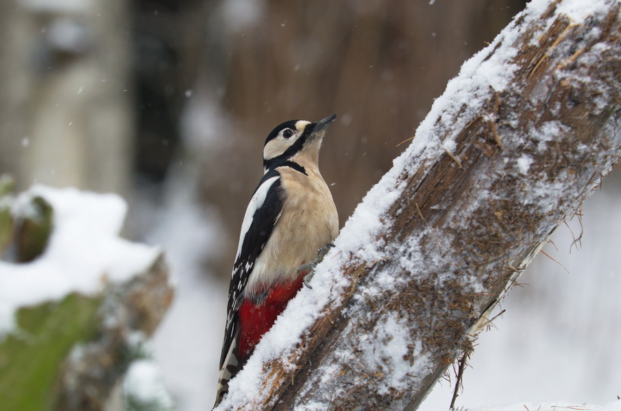 DSC3351 sRGB NF