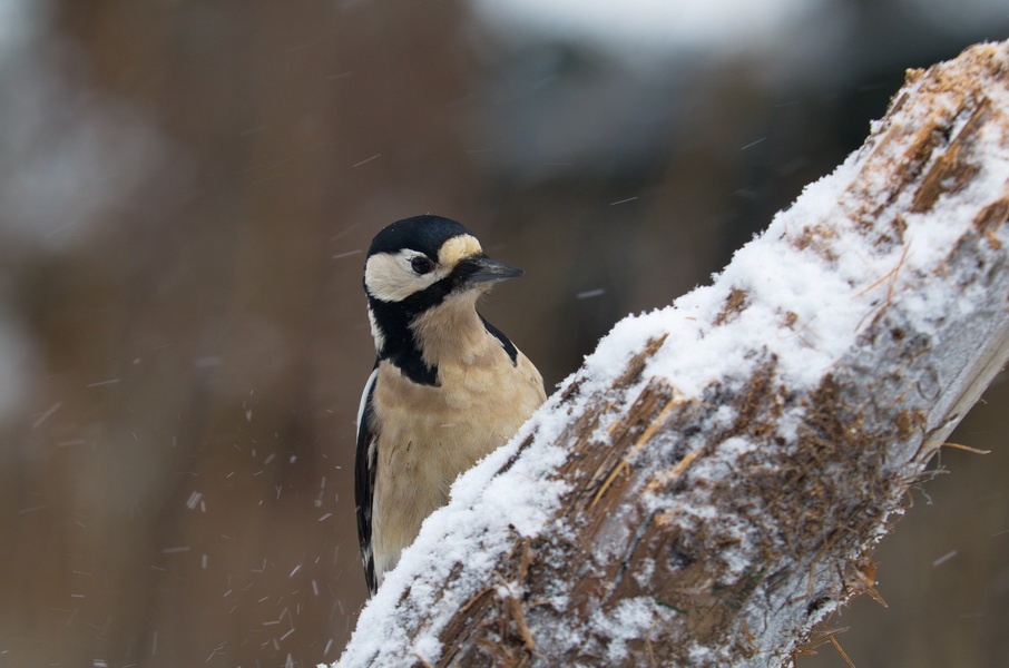 DSC3352 sRGB NF